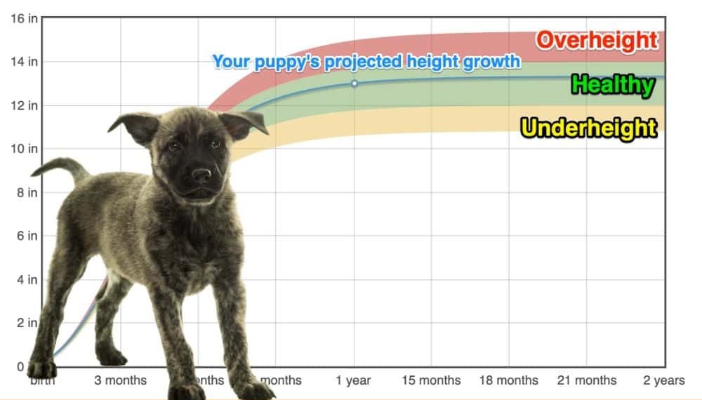 Dutch Shepherd Dog Height+Growth Chart How Tall Will My Dutch